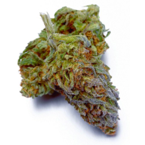 Purple Punch Weed Strain
